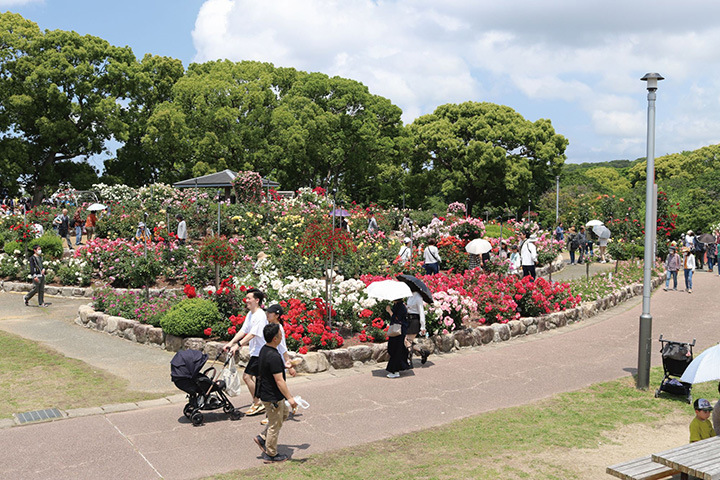 粕屋町が独自に作り出した品種「かすやの里」「レイク・カヨイチョウ」を含む180種2,400株のバラが華やかに咲き誇る。にぎやかな吹奏楽などのさまざまなイベントが会場を盛り上げ、バラ苗の販売も行われる。