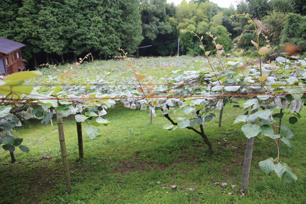 果林の里に広がる、棚に沿って育てられているキウイフルーツ畑