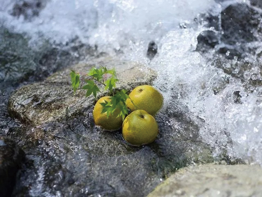 一梨園の、冷たい清流で冷やされている新鮮な梨