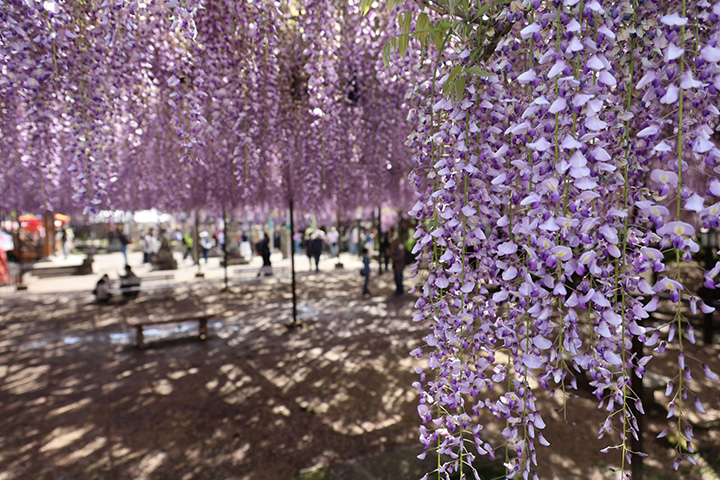 樹齢600年以上を誇る大フジの開花に合わせて開催される「八女黒木大藤まつり」（4/10㊎～26㊐）では、フジ棚の可憐な花が春を彩り、訪れる人を魅了する。物産展やイベント、幻想的なライトアップも楽しめる。