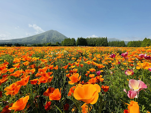 標高550ｍの高原にある花の園では、4/11㊏～5/17㊐に「2026生駒高原はなフェスタ」を実施。40万本のネモフィラ、10万本のポピー、金魚草などをバックに各所に設けられたフォトスポットでの撮影も楽しめる。ペットの入園もOK。開花状況はHPで確認しておこう。