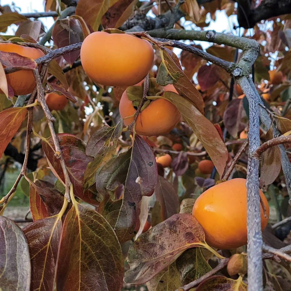 うきは果樹の村やまんどんの、秋の葉とともに実ったオレンジ色の柿